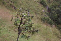 Protea gaguedi