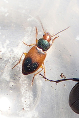 Diachromus germanus