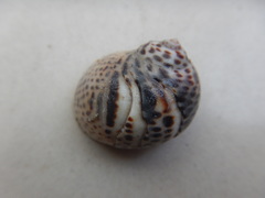 Paratectonatica tigrina