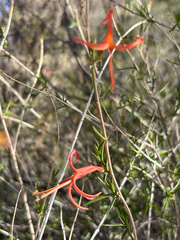 Anisacanthus linearis, photograph (c) Sophia K, some rights reserved (CC BY)