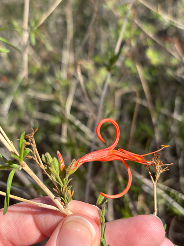 Anisacanthus linearis, photograph 5