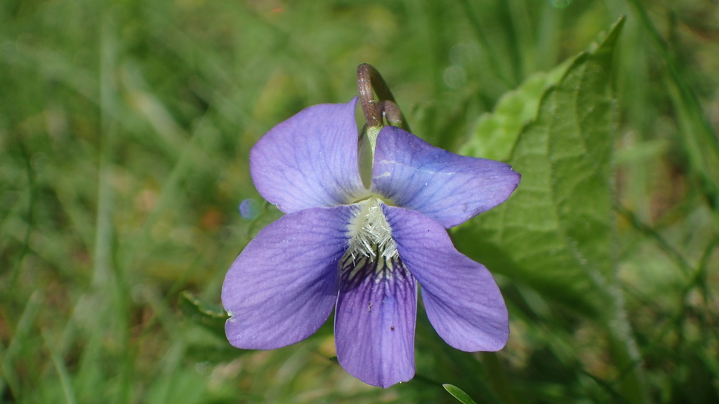 Missouri Violet