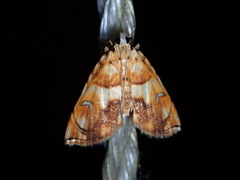 Neurophyseta