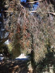 Eucalyptus spathulata
