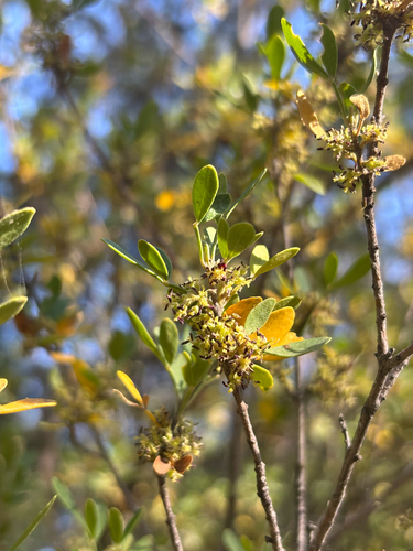 Fraxinus greggii, photograph 2