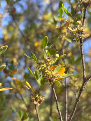 Fraxinus greggii, photograph (c) Sophia K, some rights reserved (CC BY)