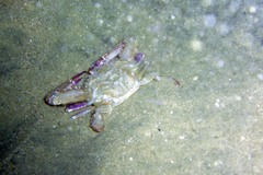 Achelous xantusii
