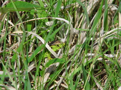 Lacerta agilis