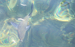 Odontesthes hatcheri