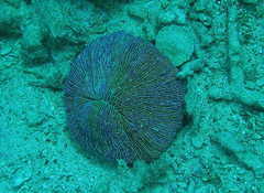 Fungia fungites