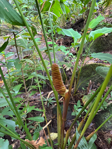 Calathea crotalifera, 2026-04-28