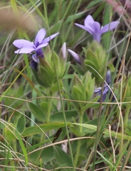 Barleria ovata
