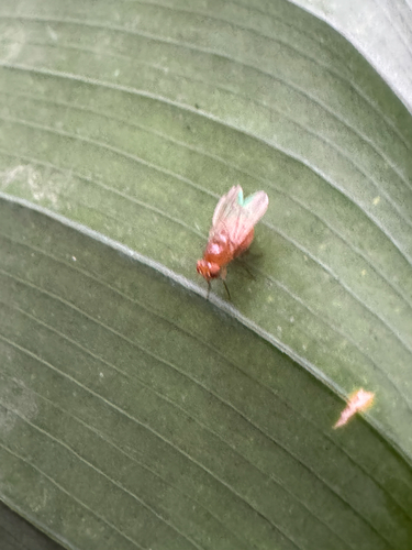 Homoneura unguiculata, 2026-04-28