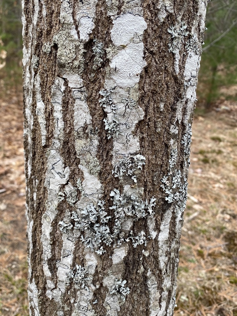 Whitewash Lichen from Duxbury, MA, USA on March 28, 2020 by stcarlisle