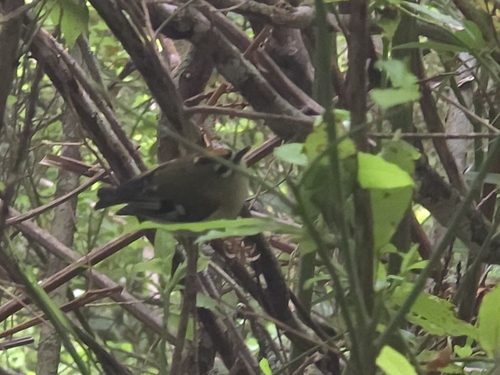 Madeira Firecrest (Regulus madeirensis), photo 6