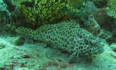 Epinephelus merra