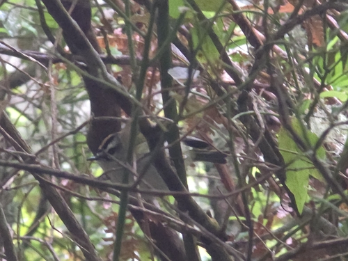 Madeira Firecrest (Regulus madeirensis), photo 7