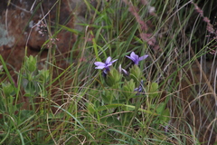 Barleria ovata