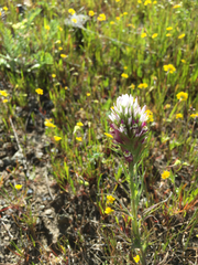 Castilleja densiflora