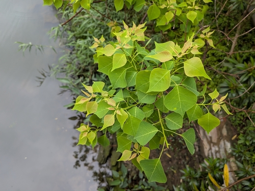 Chinese Tallow