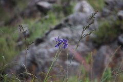 Agapanthus inapertus