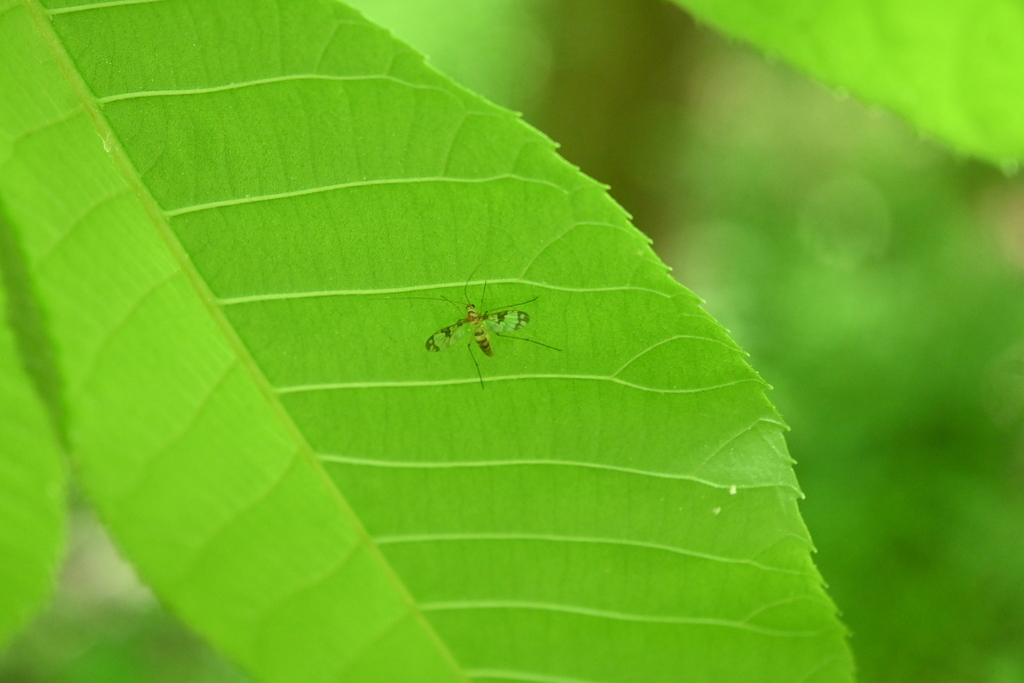 Macrocera formosa
