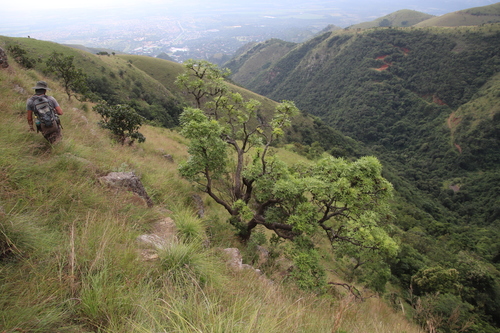Image of Cussonia natalensis by (c) Tony Rebelo, some rights reserved (CC BY-SA)