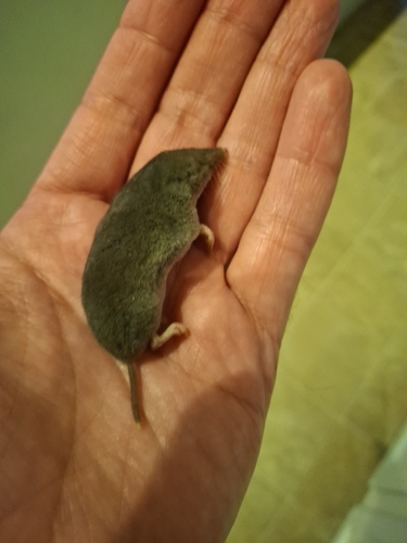 Southern Short-tailed Shrew observed by bryansharp