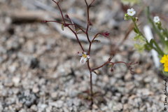 Nemacladus orientalis