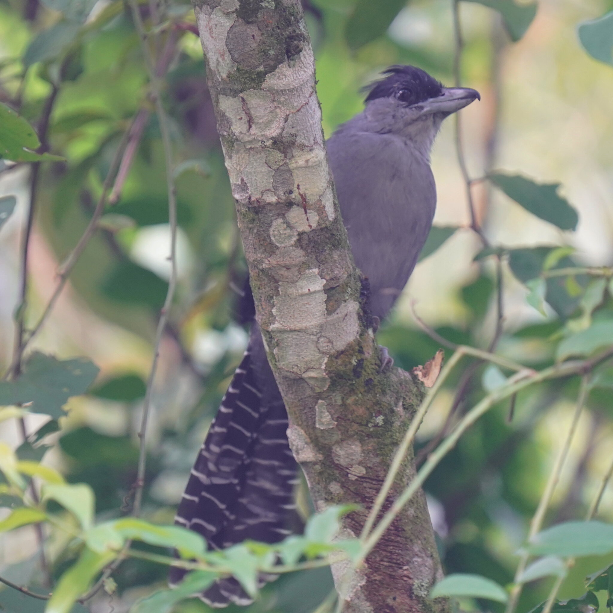 Giant Antshrike (Batara cinerea), photo 7