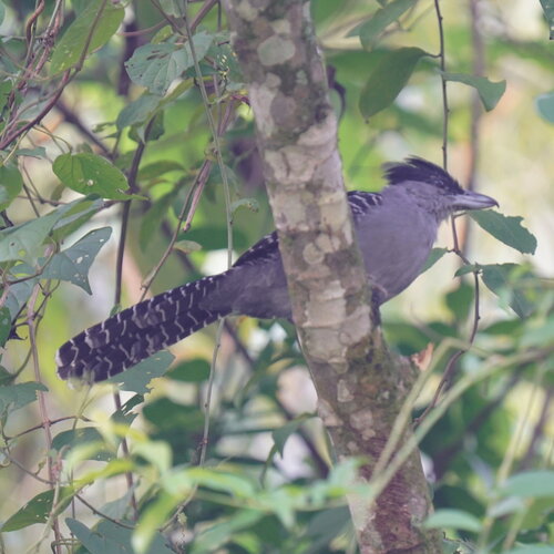 Giant Antshrike (Batara cinerea), photo 5