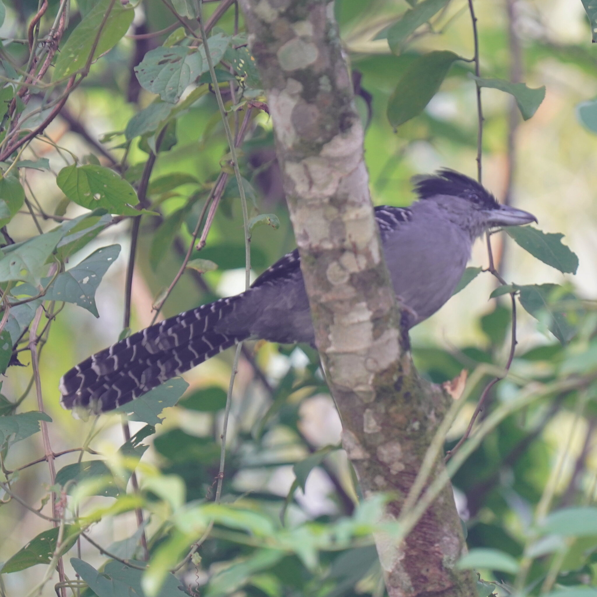 Giant Antshrike (Batara cinerea), photo 8