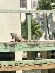 Iguana iguana