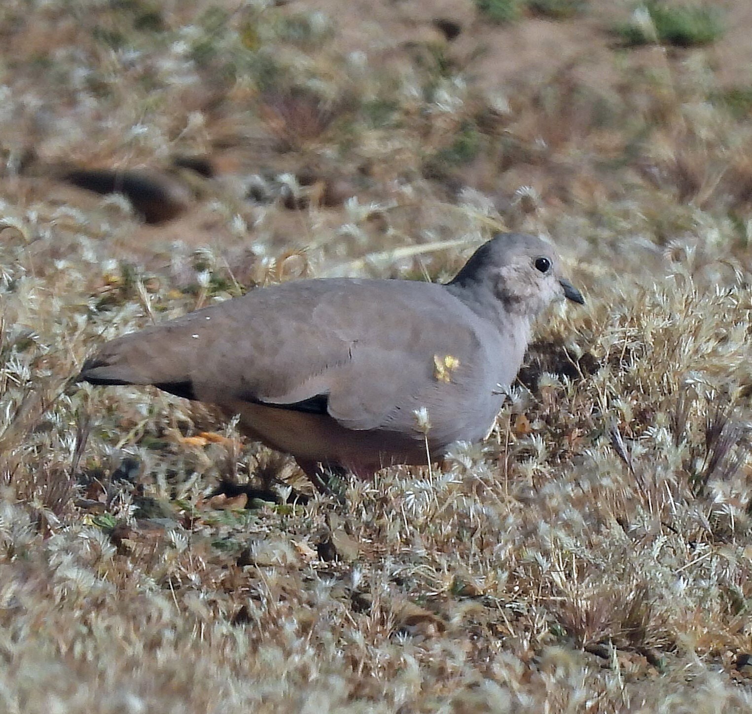 Golden-spotted Ground Dove (Metriopelia aymara), photo 3