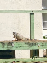 Iguana iguana