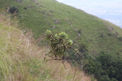 Protea gaguedi