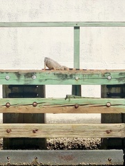 Iguana iguana
