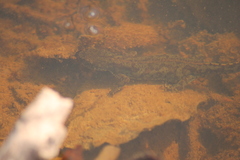 Ichthyosaura alpestris alpestris