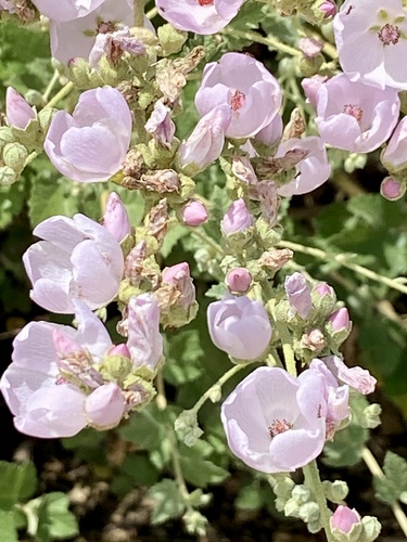 iNaturalist observation photo of Argentine Ant