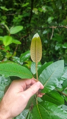 Harungana madagascariensis, photograph (c) Evert Materman, some rights reserved (CC BY-SA)
