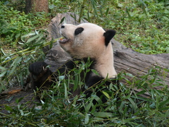 Ailuropoda melanoleuca