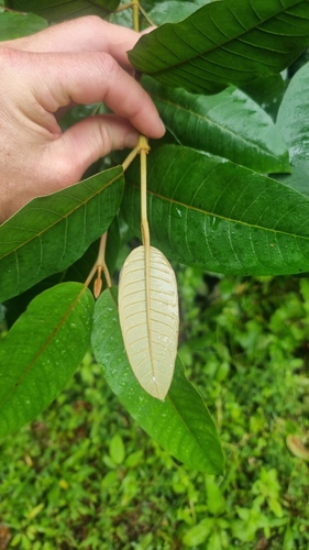 Harungana madagascariensis, photograph 4