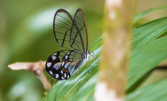 Pseudohaetera hypaesia