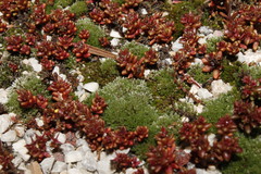 Sedum cespitosum