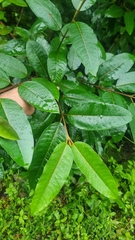 Harungana madagascariensis, photograph (c) Evert Materman, some rights reserved (CC BY-SA)
