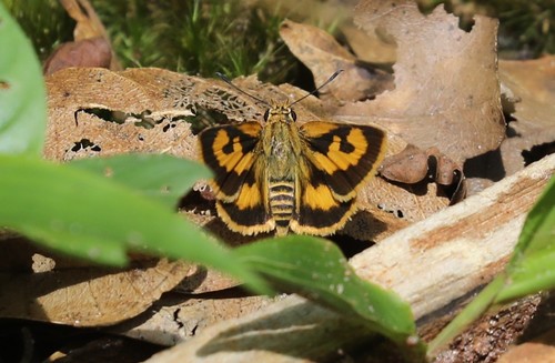 Axehead Skipper