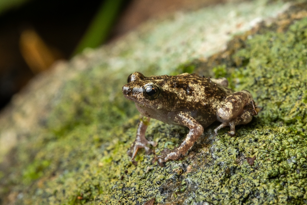 Koeypad Frog