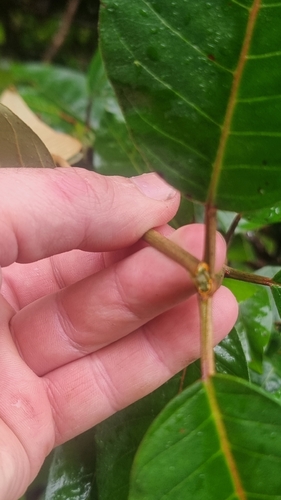 Harungana madagascariensis, photograph 6
