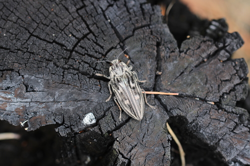 Pine-borer, Frohnsdorf, Treuenbrietzen, Deutschland, photo 7 of 10
