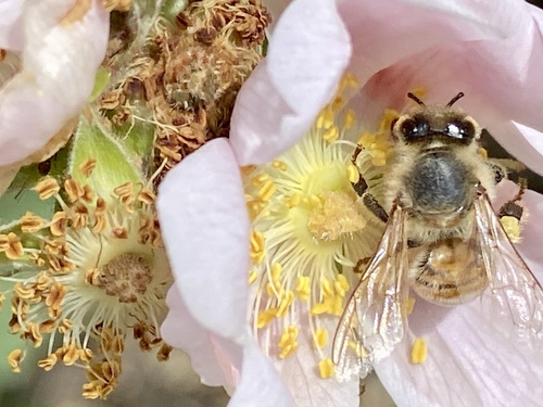 iNaturalist observation photo of Western Honey Bee